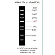 0.3-5 kbp DNA Marker