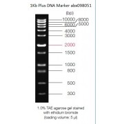 0.3-10 kbp DNA Marker