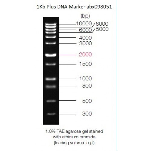 1Kb Plus DNA Marker Abbexa Ltd.