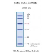 12-80 kDa Protein Marker