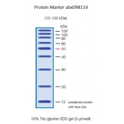 12-120 kDa Protein Marker