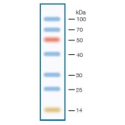 12% Tris-glycine SDS gel (5 µl/well)