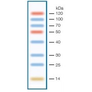 12% Tris-glycine SDS gel (5 µl/well)