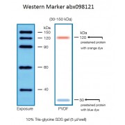 30-150 kDa Protein Marker (Stained)