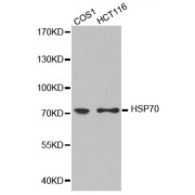 Western blot analysis of extracts of COS1 cell and HCT116 cells, using HSP70 antibody.