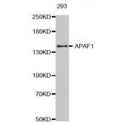 Western blot analysis of extracts of 293 cells tissue, using APAF1 antibody.