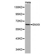 Western blot analysis of Hela cell lysate using SNX9 antibody.