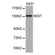Western blot analysis of extracts of various cell lines, using DST antibody.