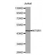 Western blot analysis of extracts of Jurkat cell line, using NTSR1 antibody.