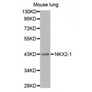 Western blot analysis of extracts of mouse lung cell line, using NKX2-1 antibody.