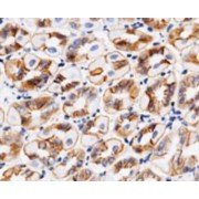 Immunohistochemical analysis of mouse stomach using CDH1 antibody.