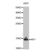 Western blot analysis of extracts of U937 cell line, using AIF1 antibody.