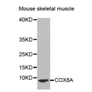 Western blot analysis of extracts of Mouse skeletal muscle cell line, using COX8A antibody.