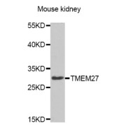 Western blot analysis of extracts of Mouse kidney cell line, using TMEM27 antibody.