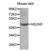 Western blot analysis of extracts of Mouse skin cell lines, using NSUN5 antibody.