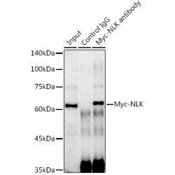 Myc-Tag Antibody