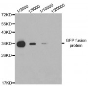 Western blot analysis of over-expressed GFP fusion protein in 293 cell using GFP-Tag antibody at different dilution. Each lane was loaded with 2 ug cell lysate.