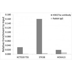 Histone H3K27AC Antibody