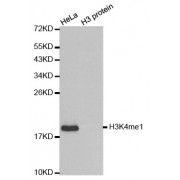 Western blot analysis of extracts of various cell lines, using Monomethyl-Histone H3-K4 antibody (abx000002).