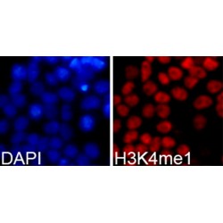 Histone H3K4me1 Antibody