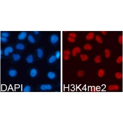 Histone H3K4me2 Antibody