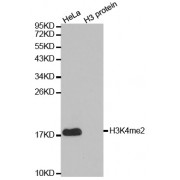 Western blot analysis of extracts of various cell lines, using Dimethyl-Histone H3-K4 antibody (abx000003).