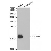 Western blot analysis of extracts of various cell lines, using Trimethyl-Histone H3-K4 antibody (abx000004).