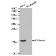 Western blot analysis of extracts of various cell lines, using Monomethyl-Histone H3-K9 antibody (abx000005).