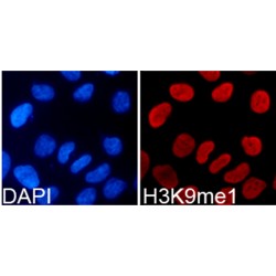 Histone H3K9me1 Antibody