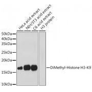 Western blot analysis of extracts of various cell lines, using Dimethyl-Histone H3-K9 antibody (1/1000 dilution).
