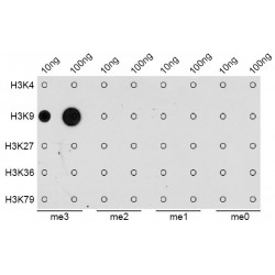 Histone H3K9me3 Antibody