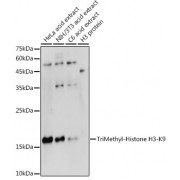 Western blot analysis of extracts of various cell lines, using Trimethyl-Histone H3-K9 antibody (1/500 dilution).