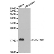 Western blot analysis of extracts of various cell lines, using Monomethyl-Histone H3-K27 antibody (abx000008).