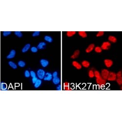Histone H3K27me2 Antibody