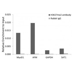 Histone H3K27me2 Antibody