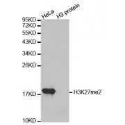 Western blot analysis of extracts of various cell lines, using Dimethyl-Histone H3-K27 antibody (abx000009).