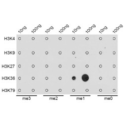 Histone H3K36me1 Antibody