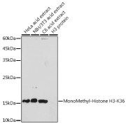 Western blot analysis of extracts of various cell lines, using Monomethyl-Histone H3-K36 antibody (1/1000 dilution).