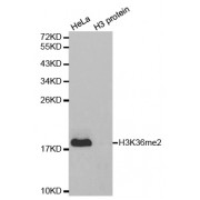Western blot analysis of extracts of various cell lines, using Dimethyl-Histone H3-K36 antibody (abx000012).