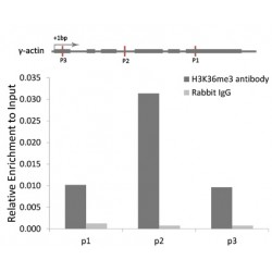Histone H3K36me3 Antibody