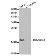 Western blot analysis of extracts of various cell lines, using Monomethyl-Histone H3-K79 antibody (abx000014).