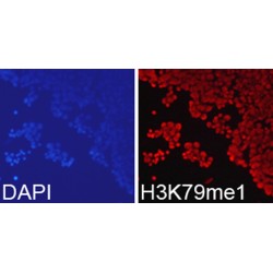 Histone H3K79me1 Antibody