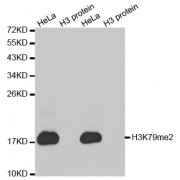 Western blot analysis of extracts of various cell lines, using Dimethyl-Histone H3-K79 antibody (abx000015).