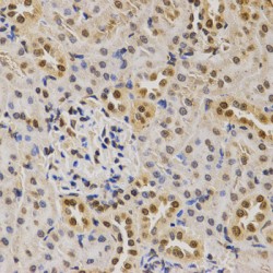 Histone H3K79me2 Antibody