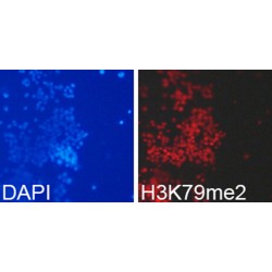 Histone H3K79me2 Antibody