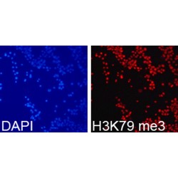 Histone H3K79me3 Antibody