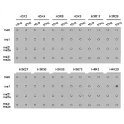 Histone H4K20me1 Antibody