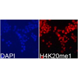 Histone H4K20me1 Antibody