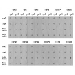 Histone H4K20me2 Antibody