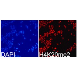 Histone H4K20me2 Antibody